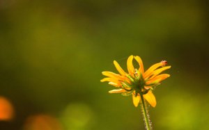 文水縣古董有限責任公司